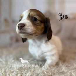 Rain - Cream male Dachshund puppy in Rainier, Oregon from Doxies in Wonderland