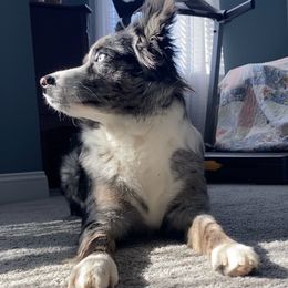 Miniature Australian Shepherds from Janes Pup Farm
