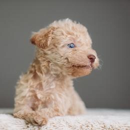 Buzz - Apricot male Schnoodle puppy in Caldwell, Idaho from Boise Doodle Co.
