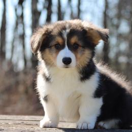 Gabriel - Black and tan male Pembroke Welsh Corgi puppy in South Otselic, New York from Ridge Top Corgis
