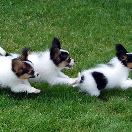 Papillon Puppies from Belladonna Papillons
