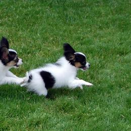 Papillon Puppies from Belladonna Papillons