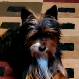 Yorkshire Terriers from LC Yorkies