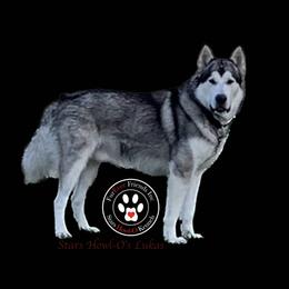 Lukas - Alaskan Malamute