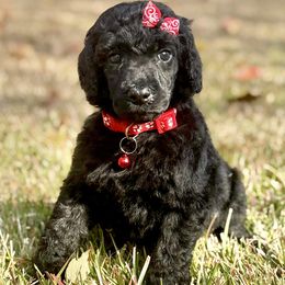 Miss Red Collar - Black female Poodle puppy in Screven, Georgia from Dreamland Standard Poodles