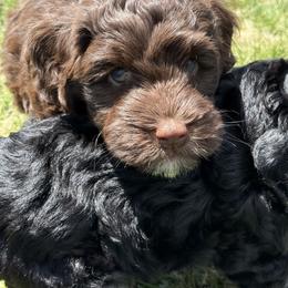 Australian Labradoodle and Labradoodle Puppies from Tango Wool Labradoodles