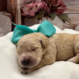 Tank - Cream male Goldendoodle puppy in The Woodlands, Texas from Gracie's Goldendoodles and Bernedoodles