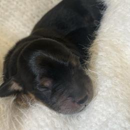 Ollie - Black and tan male Dachshund puppy in Colorado Springs, Colorado from Clear Creek Dachshunds
