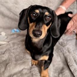 Winston - Dachshund