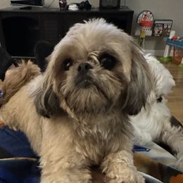 Brindy - Shih Tzu