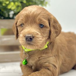 Girl 1 - Red  Goldendoodle puppy in Draper, Utah from Draper Doodles