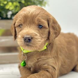 Girl 1 - Red  Goldendoodle puppy in Draper, Utah from Draper Doodles