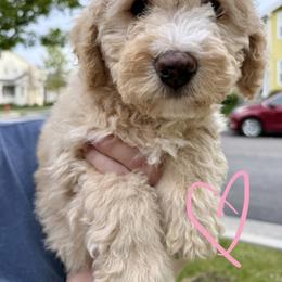 Bernedoodle, Cavalier King Charles Spaniel, and Poodle Puppies from Ellas.Pups (Bernedoodles & Cavapoos)