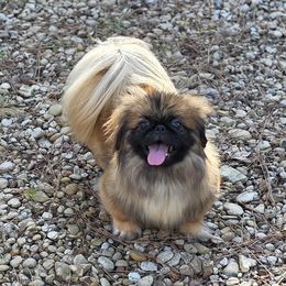 Queenie - Pekingese