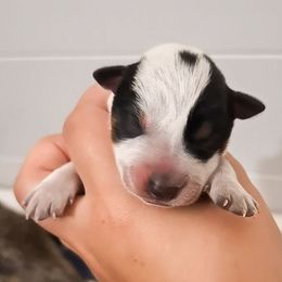 Hollow (ASDR) - Blue speckled female Australian Cattle Dog puppy in Marana, Arizona from Impact 3rd Australian Cattle Dogs