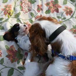 Cavalier King Charles Spaniel Puppies from Critter's Cottage Cavaliers
