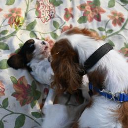 Cavalier King Charles Spaniel Puppies from Critter's Cottage Cavaliers