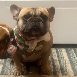 Boogie - French Bulldog