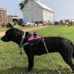 Dixie - Labrador Retriever