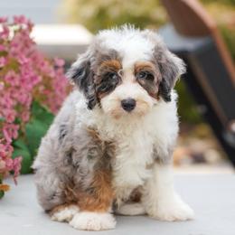 Chico - Blue merle male Bernedoodle puppy in Dundee, Ohio from Down Home Doodle