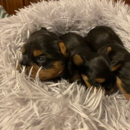 Yorkshire Terrier Puppies from Exquisite Yorkies
