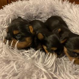 Yorkshire Terrier Puppies from Exquisite Yorkies