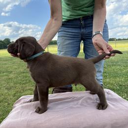 Labrador Retriever Puppies from Sleepy Hound Farm