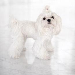 Stunner - Maltese