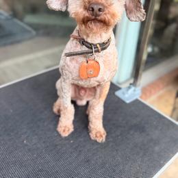 Poodle puppies from Love Tallulah Sheepadoodles LLC