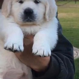 Golden Retriever Puppies from INGOLD Retrievers