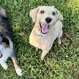 Aussiedoodles, Goldendoodles, and Poodles from Wonder Poodles and Doodles