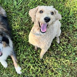 Aussiedoodles, Goldendoodles, and Poodles from Wonder Poodles and Doodles