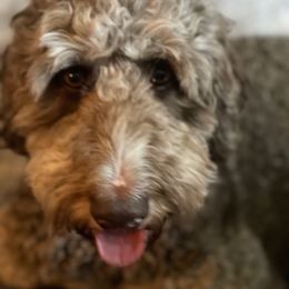 Clara - Bernedoodle