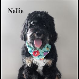 Nellie - Bernedoodle