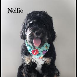 Nellie - Bernedoodle