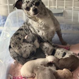 Chihuahua Puppies from Cloud9 Chihuahuas