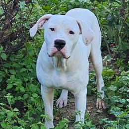 Sterling - Alapaha Blue Blood Bulldog