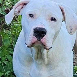 Sterling - Alapaha Blue Blood Bulldog