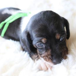 Green - Piebald male Dachshund puppy in Peebles, Ohio from Cave Valley Hounds