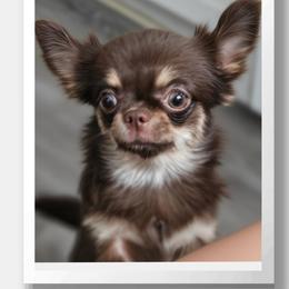 AKC Fluffy Girl - Chocolate and tan female Chihuahua puppy in Brooklyn, New York from Nadezhda's Chihuahuas