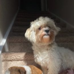 Shih Tzus from Pierina's Shih Tzus