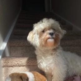 Shih Tzus from Pierina's Shih Tzus