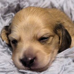 Dachshunds from Oakley's Dachshund Ranch
