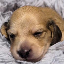 Dachshunds from Oakley's Dachshund Ranch