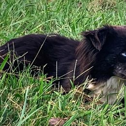 Panda - Miniature Australian Shepherd