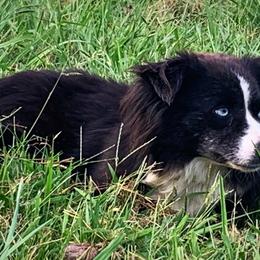 Panda - Miniature Australian Shepherd