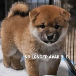 Yume - Red male Shiba Inu puppy in Tucson, Arizona from Tanitaki Shibas