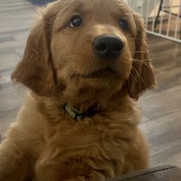 Golden Retriever and Labrador Retriever Puppies from All Around Retrievers LLC