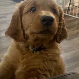 Golden Retriever and Labrador Retriever Puppies from All Around Retrievers LLC