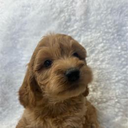 Boy 2 - 7759 - Apricot male Goldendoodle puppy in Wever, Iowa from JK Royal Lines